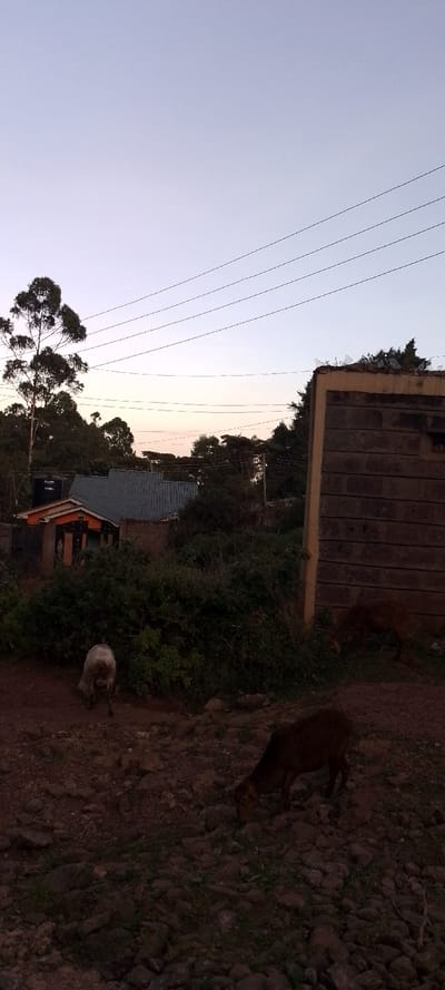 Underneath a muted, dusky sky crisscrossed by power lines, a pastoral scene unfolds. Three sheep graze in a rugged, rocky area, partially obscured by lush greenery. In the background, a glimpse of dwellings with corrugated roofs and a water tank hints at a small settlement nestled amongst the trees. A rough, brick wall juts into the frame on the right, its sharp edges adding an element of rustic contrast. The overall mood evokes a sense of quiet rural life at dusk.