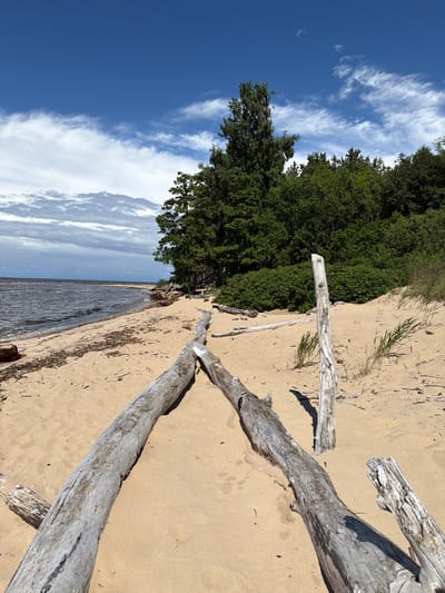 This image depicts a sandy beach in the Gauja National Park, Latvia, with the Baltic Sea in the background. The foreground is dominated by a weathered, gray driftwood log that appears to have been washed ashore. Another smaller piece of driftwood is visible to the right, and a vertical wooden post stands in the sand near the larger log. Behind the beach, a dense forest of green trees and bushes lines the shore. The sky above is a vibrant blue with scattered white clouds. The scene is tranquil and natural, with no people present.