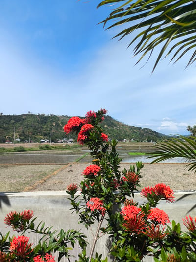 This is a medium shot, eye-level, outdoor, vertical photograph of a landscape in Meunasahseupeng, Indonesia. In the foreground, clusters of bright red Ixora flowers are in bloom, with vibrant green leaves. They are growing along a textured, light grey concrete wall that runs horizontally across the lower part of the frame. Behind the wall, a rural scene unfolds, featuring terraced fields, some dry and light brown, others with patches of bright green cultivation, indicating rice paddies. Power lines stretch across the middle ground, supported by utility poles. A small cluster of buildings, likely houses, are visible scattered amongst the fields and vegetation. Further in the background, a lush green, undulating hill rises, covered in dense vegetation and trees. The sky above is a clear, bright blue, with a few wispy white clouds scattered across it. In the upper right and left corners of the image, the long, slender green leaves of a palm tree branch partially obscure the sky, framing the scene. The lighting suggests it is daytime, with clear, sunny weather.
