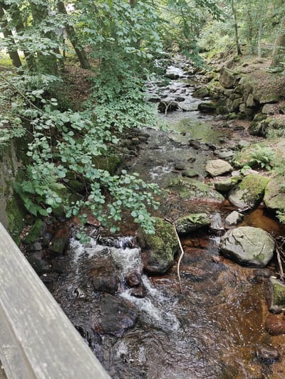 This image depicts a natural scene in the vicinity of Ilsenburg, Germany, showcasing a stream flowing through a rocky, wooded area. The stream is narrow and appears to be shallow, with clear water flowing over dark, smooth stones and larger, moss-covered rocks. Lush green foliage, including ferns and deciduous trees with light green leaves, borders the stream on both sides. The trees are dense, creating a shaded environment. In the foreground, a weathered wooden railing, likely part of a bridge or viewing platform, occupies the lower left portion of the image, providing a sense of perspective and indicating a man-made element within the natural landscape. The overall impression is one of a serene, undisturbed natural environment, typical of forest streams found in the Harz Mountains region.