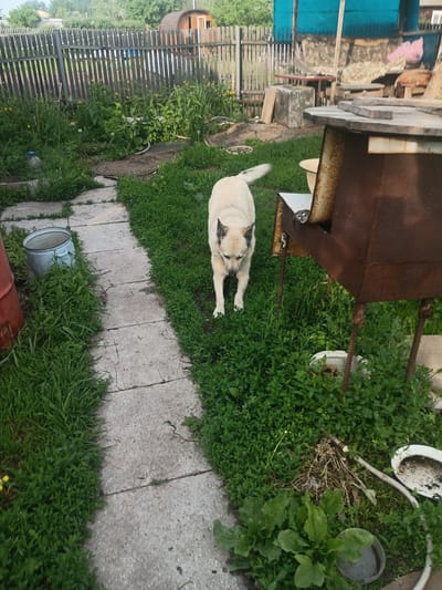 A tan and white dog stands on a cracked concrete path in a grassy, overgrown yard in Zheleznogorsk, Russia. The dog is facing downwards, with its head slightly to the left. To the right of the path is a rusty metal barbecue grill. In the background, a weathered wooden fence runs horizontally across the frame. Beyond the fence, there are trees and buildings. To the left of the path, a blue bucket and a large red cylindrical object are visible amongst the tall grass. The overall scene suggests a slightly neglected outdoor area.