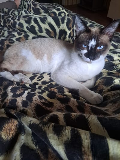A siamese cat with blue eyes and dark brown facial markings lies on a leopard print blanket. The cat's body is mostly white with light brown points on its ears, legs, and tail. The cat is resting on its side with its front paws crossed. The background is a blurred interior of a room. The location is identified as Prigorognoye, Kyrgyzstan.