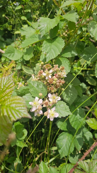 This is a close-up, eye-level, full shot of blackberry blossoms and developing fruit in Silenrieux, Belgium. The focus is on a cluster of small, pale pink and white flowers, some of which are fully open, revealing delicate petals and a central cluster of stamens. Many of the flowers are surrounded by developing, green berry drupelets and some have begun to turn a reddish-brown. A small, yellow and black striped insect, likely a bee, is visible on one of the blossoms. The background consists of lush, green blackberry leaves, some of which are large and serrated, and other various green foliage and thin, green stalks. The lighting suggests a bright, sunny day. There are no people or man-made structures visible in the image. The overall scene is natural and botanical.