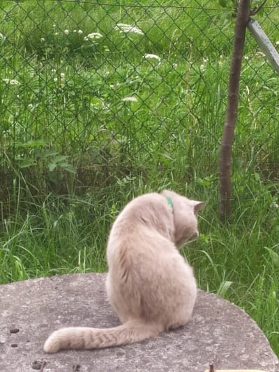 A light tan cat wearing a green collar is sitting on a rough, circular concrete surface. The cat is facing away from the viewer, looking towards the right side of the frame. Behind the cat is a wire mesh fence with lush green grass and some white flowers growing in front of it. To the right of the cat, a thin tree trunk stands vertically. The overall setting appears to be an outdoor space, possibly a garden or yard, in the city of Turka, Ukraine.