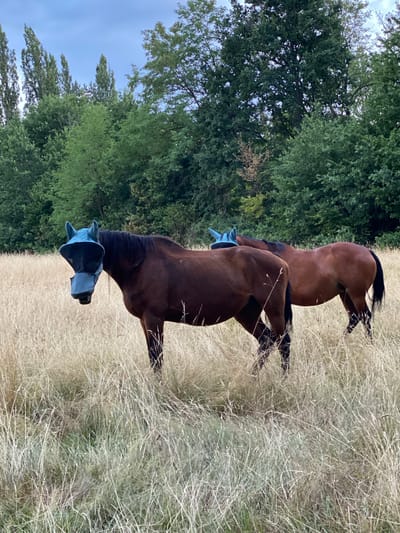 Two brown horses stand in a field of tall, dry grass. The horses are facing away from the camera, with their heads lowered. One horse is closer to the camera and is wearing a blue fly mask over its face. The other horse is behind the first and is partially obscured by it. In the background, there are lush green trees and a pale blue sky. The overall scene suggests a natural outdoor setting, possibly in a rural area like Courpière, France, during a warm, dry day. The image is taken in portrait orientation and is rotated 90 degrees clockwise.