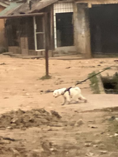 This image captures a small, white dog, wearing a dark harness and attached to a leash, standing on an unpaved, textured ground. The ground appears to be dirt or rough earth, with various shades of brown and dark patches. In the background, to the left of the dog, a building or structure with light-colored, seemingly aged walls is visible. This structure features several dark, rectangular openings, which could be windows or doorways, and shows signs of wear. A slender, dark vertical pole or pipe is present in the mid-ground, positioned between the dog and the main background structure. The overall lighting is ambient, suggesting it is daytime but without direct harsh sunlight. The image quality is somewhat blurry and grainy, particularly in the details, making it difficult to discern fine features of the dog or the environment. There are no people visible, nor any discernible text. The scene depicts an outdoor setting, potentially an urban or semi-urban area, consistent with a location such as Egan, Nigeria, characterized by both constructed elements and natural or unmaintained ground.