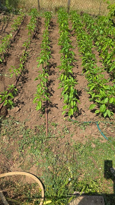 The image depicts a garden with rows of young pepper plants in Ravadinovo, Bulgaria. The plants are green and appear to be healthy, growing in well-tilled soil. Drip irrigation lines are visible, snaking along the rows to water the plants. In the foreground, a section of a garden hose and a partially visible wheel suggest ongoing gardening activities. The background shows a chain-link fence and dry vegetation, typical of a rural or semi-rural setting in Bulgaria. The sunlight casts shadows on the ground, indicating it is daytime. There are no people visible in the image.