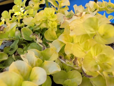 A close-up, high-angle, horizontal shot shows a dense cluster of bright yellow-green succulent leaves. The leaves are small, rounded, and fleshy, with some appearing to be a lighter shade of green or even white in areas where sunlight hits them directly. The edges of some leaves show browning or dried patches. The plant is shown outdoors, with a blurred blue background, suggesting it might be in a pot or garden bed. The lighting is bright, with strong highlights on the leaves. No people or animals are visible. This image does not provide any information about the city of Clifton, United States of America.