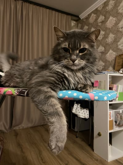 An unidentifiable gray fluffy cat with green eyes is lying on an ironing board with a blue and white polka dot cover. The cat is facing the camera, with its right paw hanging over the edge of the ironing board. The background shows a beige curtain and a patterned wallpaper. The scene appears to be indoors, in a residential setting.