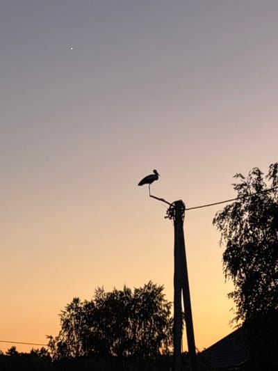 A silhouette of a stork is perched on a utility pole against a dusky sky. A faint star is visible in the upper left quadrant of the image. Trees and the roofline of a building are visible in the lower portion of the frame, silhouetted against the warm hues of the sunset. The scene appears to be in an outdoor, possibly rural, setting in Радваніцкі сельскі Савет, Belarus.