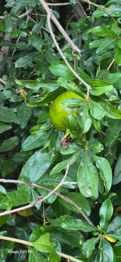 In Almáchar, Spain, a green pomegranate hangs on a branch amidst lush green foliage. The fruit is round and smooth, partially obscured by the surrounding leaves. Several thin branches crisscross the frame, some bare and others with small leaves. The background is a dense tapestry of dark green leaves, suggesting a natural, perhaps overgrown, setting. The image is a close-up shot, focusing on the single fruit and its immediate surroundings.