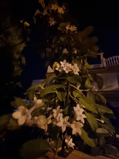 A night-time photograph taken in Aguamarina-sector A1, Spain, depicts a close-up view of a flowering plant with white blossoms. The plant's stem and numerous green leaves are visible, illuminated by an unseen light source that casts subtle shadows. In the background, a dark night sky and a section of a white balustrade with pillars are discernible, suggesting an outdoor setting like a garden or patio. The focus is sharp on the flowers and foliage, with the background elements softly blurred.