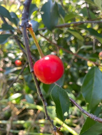 A single, ripe, bright red cherry is in sharp focus, hanging from a thin, reddish-brown stem attached to a branch. The cherry is heart-shaped and reflects light on its smooth surface. In the background, out of focus, are more branches, green leaves, and bokeh circles of light, suggesting a sunlit outdoor environment. Another blurred red cherry is visible further back and to the left. The scene appears to be in a garden or orchard.
