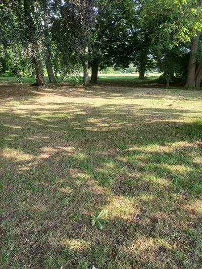 The image depicts a parkland scene on a sunny day in Middlesbrough, United Kingdom. The foreground is dominated by a patch of grass that appears dry and somewhat sparse, with visible shadows cast by overhead trees. A single, large green leaf lies on the ground in the lower center of the image.
In the mid-ground, a group of mature trees with dense foliage create a dappled shade across the grass. These trees vary in size and type, with some having dark, possibly purple, leaves. The trunks of these trees are visible, with exposed roots in some instances.
The background shows a further expanse of green grass and more trees, suggesting a larger park or open green space. In the far distance, a faint structure, possibly a playground or shelter, can be discerned. The overall impression is one of a natural, outdoor environment within an urban setting. There are no people or animals visible in the image.
