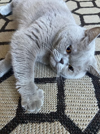 A grey British Shorthair cat lies on its side on a woven rug with a geometric pattern of black and beige shapes. The cat's fur is short and dense, with subtle tabby markings visible on its forehead and paws. Its amber eyes are open and looking towards the viewer. One of its front paws is extended, with sharp claws visible. The rug appears to be indoors, potentially in a residential setting. There is no indication of the city of Volochysk, Ukraine.