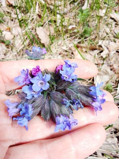 A human hand gently holds a cluster of small, bicolored flowers, centrally positioned in a close-up, eye-level shot. The flowers display a mix of vibrant blue and deeper purple hues, with some appearing tubular or bell-shaped. They feature dark, possibly hairy, sepals and stems.
The background is an out-of-focus natural setting, characterized by patches of green grass and scattered dried leaves, suggesting a forest floor or a wild grassy area. The natural, bright lighting indicates daytime. The presence of both dried leaves and fresh green growth, along with the type of flowers often associated with early blooming, points to an early spring season. The activity depicted is the simple act of holding or presenting these natural specimens, perhaps out of admiration or discovery. No text is visible in the image. The scene takes place in a natural environment within Елец-Маланино, Russia.