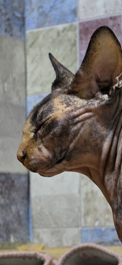 The image is a close-up, side-profile, headshot of a Sphynx cat with brindle fur markings, its eyes closed. The cat's skin is wrinkled, particularly around its face and neck. Its ears are prominent and pointed. A small earring or piercing is visible on its right ear. The background consists of a tiled wall with a mosaic pattern of blue, beige, and reddish-brown squares. In the foreground, out of focus, are the edges of what appear to be rugs or cushions. There is no indication of the city of Baku, Azerbaijan, within the image itself.