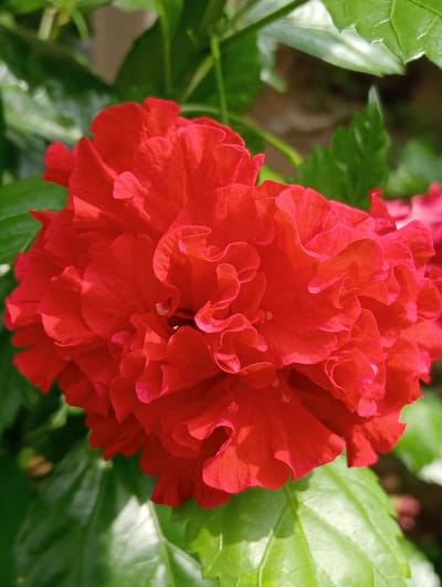 A close-up, eye-level shot shows a vibrant red double hibiscus flower in full bloom. The petals are ruffled and layered, creating a lush, full appearance. The flower is surrounded by dark green leaves, some in sharp focus and others softly blurred in the background, suggesting a garden setting. The lighting is natural and bright, highlighting the rich red of the petals and the textures within the flower. The image was captured in Keudekrueng, Indonesia, a location known for its lush tropical flora.