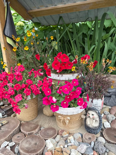 The image shows a close-up view of a garden vignette. In the foreground, there are several decorative wooden log slices and a collection of various sized pebbles. To the right of the logs, a small, ornamental hedgehog figurine is positioned. Behind the logs and figurine, there are three potted plants. The leftmost pot contains vibrant pink petunias, while the pot behind it holds red petunias. The plant in the rightmost pot appears to be wilting, with sparse brown foliage and a few yellow flowers. The pots themselves are decorative, two wrapped in burlap and adorned with bows, and one white pot with red lettering that is partially obscured. In the background, lush green foliage and some hydrangea blooms are visible. A grey and green towel hangs from a wooden support structure, which also appears to be part of an outdoor shelter. The overall scene suggests a decorative garden display. The location is specified as the city of Подъяпольское, Russia.