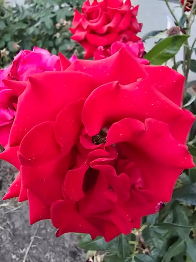 A close-up, eye-level, outdoor shot showcases several vibrant red roses in bloom. The main rose in the foreground is fully open, with its velvety petals displaying intricate textures and some dew drops. To the left and slightly behind, another rose, a brighter pink, is partially visible, as is a third, less defined red rose in the upper portion of the frame. The background consists of out-of-focus green foliage and a light-colored wall or structure, suggesting a garden setting. The lighting is natural and appears to be daylight, with no artificial sources evident. The image captures a moment of natural beauty, likely in a garden or park in Antonești, Moldova.