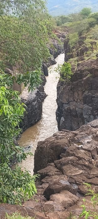 A panoramic view captures a narrow river gorge within Ainamoj Village, Kenya. A light brown, sediment-laden river flows through a deeply incised canyon with dark, rugged rock walls exhibiting pronounced vertical and angular fractures. Lush green foliage, consisting of trees and shrubs, flanks the upper canyon rims and covers the surrounding landscape, including distant hills under an overcast sky. The foreground shows rocky terrain and sparse green vegetation providing an elevated vantage point into the gorge. No human figures or discernible man-made structures are present.