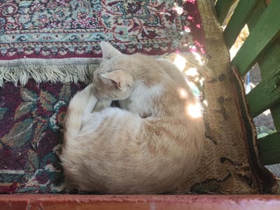 A ginger cat is curled up sleeping on a patterned rug. The rug is positioned on what appears to be a wooden surface, possibly a porch or outdoor seating area, with a green wooden fence in the background. Sunlight is filtering through the fence, casting bright spots on the cat and the rug. The overall scene suggests a peaceful moment of rest in an outdoor setting. The location is not specified in the provided image.