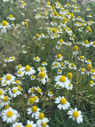 The image shows a dense patch of chamomile flowers with white petals and yellow centers. The flowers are interspersed with green grass and stems. The location is likely in a field or meadow in or around Yoakim Gruevo, Bulgaria. No people are visible in the image. The flowers appear to be in various stages of bloom, with some buds still closed.