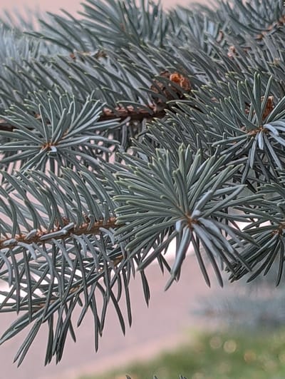 This is a close-up, macro photograph of blue spruce needles on a branch. The needles are a silvery-blue-green color and are densely packed, fanning out from the branches. Small, brown pinecones are visible interspersed among the needles. The background is softly blurred, showing hints of pinkish-purple and green, suggesting an outdoor environment with foliage and possibly sky. The image does not provide any information about the city of Clifton, United States of America, or any specific location within it. There are no people, actions, or interactions depicted in this image.