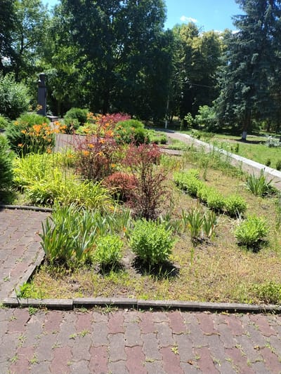 The image depicts a public park area in Ivankiv, Ukraine, on a sunny day. A paved walkway, constructed from interlocking red and grey bricks, occupies the foreground. Adjacent to the walkway is a raised garden bed filled with a variety of plants. These include tall, slender green plants with long leaves, a dense cluster of bright orange flowers, and bushes with reddish-brown foliage. Further back, a paved path, bordered by a concrete curb, winds through the park. On the left side of the image, a dark monument, possibly a statue or obelisk, stands amidst lush green foliage and trees. The background is dominated by a dense canopy of mature trees, with a clear blue sky overhead. The overall impression is one of a well-maintained, naturalistic urban green space.