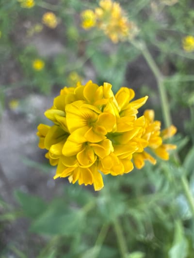 The image is a close-up shot of a cluster of bright yellow flowers in bloom. The flowers are small and have multiple petals arranged in a spherical shape. The background is blurred, showing hints of green foliage and gray ground. The focus is entirely on the vibrant yellow blossoms, which are sharp and detailed, highlighting their texture and form. The image was taken in Strășeni, Moldova.