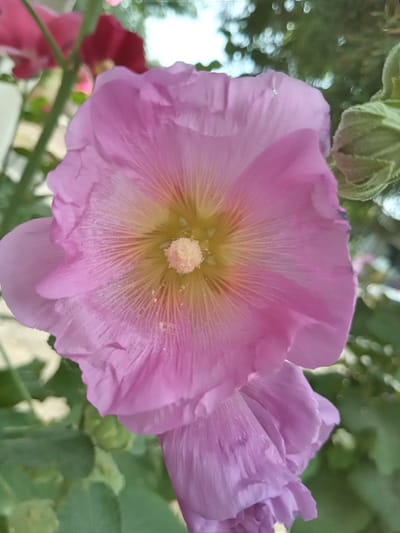 A close-up, vertical shot features a cluster of pink hollyhock flowers blooming in Angren, Uzbekistan. The primary focus is on a large, open bloom with delicate, ruffled petals transitioning from a soft pink at the edges to a pale yellow at the center. Thin, dark lines radiate outwards from the center, highlighting the petal structure. A prominent, fluffy white stamen cluster is visible in the heart of the flower. Below this, a second, partially closed hollyhock bud displays a deeper shade of purple-pink. The background is softly blurred, showing glimpses of green foliage, the sky, and out-of-focus red and pink flowers on stems, suggesting a garden setting.