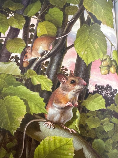 This is an illustration depicting two mice perched on branches of a tree. The foreground mouse is in focus, facing right, with its front paws resting on a leaf. Its fur is predominantly brown and white, with large ears and a long tail. Behind it, another mouse is visible on a higher branch, holding a nut in its mouth. The background shows a pink sky with scattered clouds and clusters of hazelnuts hanging from the branches. The environment is a forest or woodland setting. There is no indication of the city of Gandia, Spain, in this image.