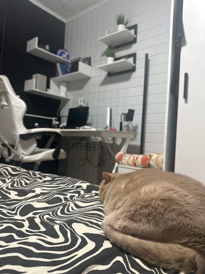 The image depicts an indoor scene, likely a bedroom or office, with a beige cat sleeping on a bed with a black and white zebra-patterned comforter. In the background, a white gaming chair is positioned near a desk with a laptop and other electronic devices. Shelves are mounted on the wall, displaying various items, including plants and decorative objects. The overall environment appears to be a home office or study area. The location is identified as the city of Donskoy, Russia.