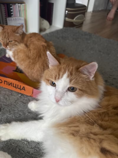 The image shows two ginger and white cats on a grey carpet. The cat in the foreground is looking at the camera with its head tilted slightly to the left. It has white fur on its chest and face, with orange tabby markings on its head and back. The other cat, in the background, is also ginger and white and is lying down, facing away from the camera. To the left of the cats, a part of an orange box with black lettering is visible. In the background, a white bookshelf is filled with books and decorative items, including a small white plush toy. The flooring appears to be wooden. The overall setting suggests an indoor environment. There is no visible information within the image to indicate its specific location in the city of Zheleznogorsk, Russia.