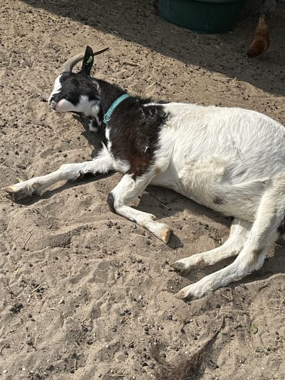 A black and white goat with a blue collar lies on its side in a sandy or dirt-covered area, likely outdoors. There is a chicken and a green container in the upper left of the image. The location cannot be determined from the given image.