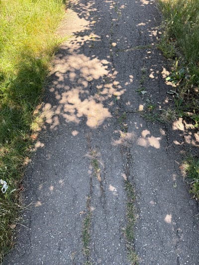 The image shows a weathered asphalt path, likely a sidewalk or trail, running diagonally from the bottom center towards the top right. The path is cracked in several places, with grass growing through some of the fissures. On either side of the path, there is abundant green grass, some of which appears dry and yellowed in patches. The scene is dappled with the shadows of tree leaves, indicating an outdoor setting with overhead foliage. There is a small piece of white litter visible in the grass on the left side of the path near the bottom. The overall impression is one of a natural, somewhat unkempt outdoor area within a city. The question of its precise location in Timashevsk, Russia, cannot be answered solely from the visual information provided in the image.
