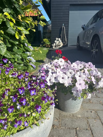 In Ossenzijl, Netherlands, a sunlit outdoor scene features two large pots of flowers. The pot on the left is filled with a dense mass of small purple and yellow pansies, with some lighter blue flowers interspersed. The pot on the right holds a profusion of large, pale pink and white petunias. Behind the flowers, a grey car is parked in front of a dark grey garage door. To the left of the garage, a section of a wooden building with a reddish-brown tiled roof is visible, along with lush green foliage. A garden hose hangs on the wall near a small stone sculpture of two figures. The ground is paved with grey interlocking bricks.