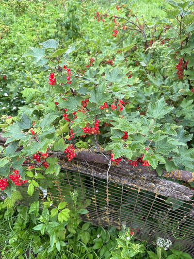 The image shows a close-up view of a red currant bush growing over a rustic wooden fence with wire mesh. The bush is laden with clusters of ripe red currants, interspersed with lush green leaves, some of which have serrated edges and appear slightly wet, possibly from rain. The fence is weathered, with visible signs of age and disuse, including patches of lichen and rust on the wire mesh. The background is filled with more greenery, suggesting a natural or overgrown setting. The overall scene evokes a sense of rural simplicity. The location specified, Відзаўскі сельскі Савет, Belarus, implies a rural or semi-rural area within this administrative region.