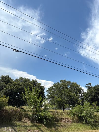 A bright, sunny day with a clear blue sky and scattered white clouds is depicted. Several power lines stretch across the frame, angled from the left towards the right. Below the power lines, a dense line of lush green trees forms the horizon. The foreground consists of dry, tall grass and green vegetation, with a patch of dry dirt and grass at the bottom left. The overall scene suggests an outdoor rural or semi-rural setting, possibly in Parrish, United States, with no people visible.
