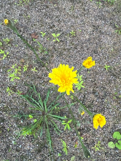 A top-down, medium shot captures a cluster of yellow flowers growing from the ground in Vyborg, Russia. The flowers, likely dandelions, are in various stages of bloom. One large, fully open flower dominates the center of the frame with its bright yellow petals. To its left, two smaller buds are visible, one partially open and fuzzy, the other tightly closed. Another bud, green with a hint of yellow at its tip, is located in the bottom left corner of the image, its stem extending out of frame. A healthy green rosette of jagged leaves anchors the main plant in the lower right quadrant.
The flowers are set against a backdrop of gravel and sparse dry grass, with a few small, vibrant green sprouts emerging amongst the larger plant's leaves and the surrounding detritus. The lighting suggests it could be daytime, with no strong shadows indicating direct sunlight. The overall scene is one of nature reclaiming a somewhat barren patch of ground, perhaps a park or unkempt garden. No people are visible, and there is no discernible text within the image. The setting suggests an outdoor environment in a temperate climate.