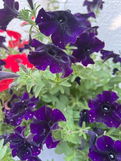 This close-up media file showcases a cluster of vibrant purple petunia flowers, with some red petunias blurred in the background. The purple flowers are detailed with small white speckles, possibly water droplets or pollen, giving them a glistening appearance. Their trumpet-shaped blooms are partially open, revealing dark centers. The surrounding foliage is a lush green, with some fuzzy textures visible on the stems and buds. The scene appears to be outdoors, possibly in a garden or on a balcony, with a textured white surface visible in the upper left, which could be a wall or railing. The lighting suggests it is daytime, with sunlight possibly creating some of the highlights on the petals. There are no people or visible text in the image. The overall impression is one of natural beauty and a tranquil outdoor setting.