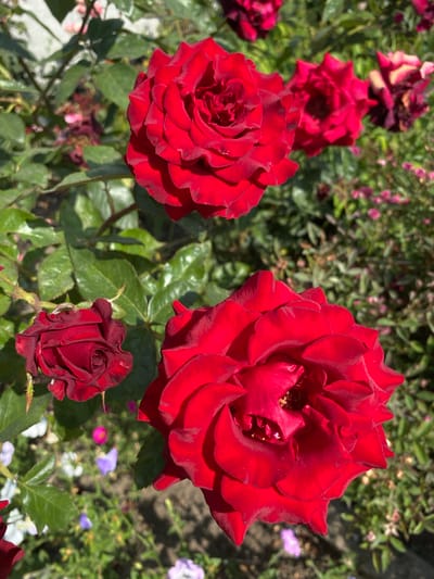 A close-up, eye-level, outdoor shot captures several vibrant red roses in bloom. The focus is on the detailed petals of these roses, with some appearing fully open and others in bud. The foliage is lush and green, suggesting a garden setting. In the background, smaller flowers in shades of pink, purple, and white are visible, along with a hint of a light-colored structure and the earthy ground. The sunlight creates distinct shadows and highlights on the petals, emphasizing their velvety texture. There are no people present in the image. The scene is located in Ventsy, Russia.