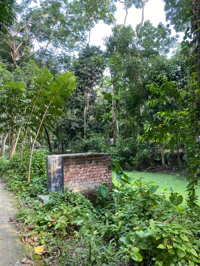 The image shows an outdoor scene in Hizla, Bangladesh. There is a brick structure with a grey base, partially overgrown with greenery. The background features lush vegetation, including trees and a body of water covered with green aquatic plants. A concrete path is visible in the foreground. No people are present.
