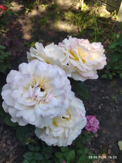 The image showcases a close-up view of several large, pale pink and white roses blooming in an outdoor garden. The roses are the primary subjects, with their intricate petals and soft color variations being the focal point. The background is blurred, suggesting a shallow depth of field, and consists of dark soil, green foliage, and dappled sunlight. There are hints of other plants and possibly a smaller, darker pink rose visible in the lower right portion of the frame. The lighting indicates it is daytime, with sunlight casting shadows and highlighting the textures of the rose petals. The overall mood is serene and natural, emphasizing the beauty of the flowers. In the bottom right corner, text displays a date and time: "28.06.2026 16:23". The setting appears to be a garden in Zavodske, Ukraine, based on the provided location context.