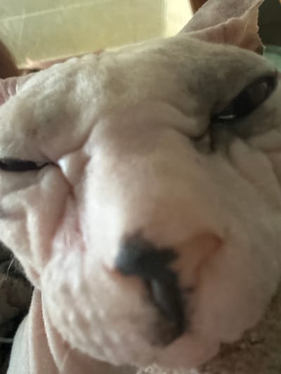 The image is a close-up, low-angle shot of a Sphynx cat's face. The cat's skin is wrinkled and a light pinkish hue, with some darker gray markings, particularly on its nose and around its eyes. The cat's eyes are dark and appear to be partially closed. The background is out of focus and appears to be indoors, possibly a domestic setting. There is no discernible indication of the city of Togliatti, Russia. The image is purely a portrait of the animal.