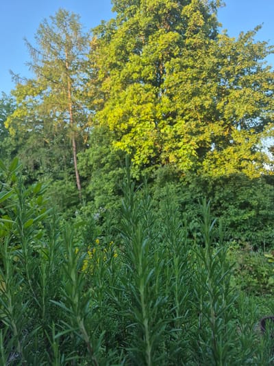 This is a close-up, low-angle photograph taken outdoors, likely in the late afternoon or early evening, in a garden setting in Trier, Germany. The foreground is dominated by a dense cluster of vibrant green rosemary plants, their needle-like leaves creating a textured, slightly blurred effect due to the shallow depth of field. In the mid-ground and background, a variety of deciduous and coniferous trees are visible, some catching the golden light of the setting sun, which illuminates their leaves with a warm, yellowish-green hue. The sky above is a clear, bright blue. The scene evokes a sense of lush greenery and natural abundance, typical of a garden in a temperate climate. There are no people or animals present in the image.