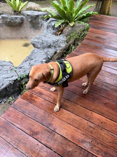A tan-colored dog wearing a yellow and black "POLICE K9" vest stands on a wet wooden deck. The dog is positioned in the foreground, facing towards the left of the image, with its head down as if sniffing or looking at something on the deck. In the background, there is a shallow pool of muddy water next to a concrete structure with some greenery, including ferns, growing around it. The scene appears to be outdoors, possibly in a park or garden area. The lighting suggests it might be overcast or a shaded area.