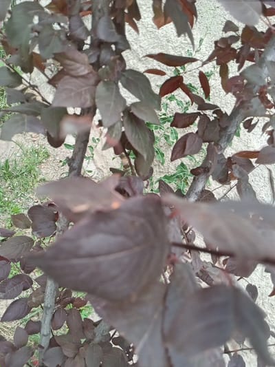 The image shows a close-up, slightly out-of-focus view of dark red and green leaves on a tree. The background consists of a textured, light-colored surface, likely a wall, with some dry ground and green vegetation visible at the bottom left. The image appears to have been taken outdoors in a natural setting. Without specific landmarks or distinguishing features, it is impossible to determine the exact location within Angren, Uzbekistan.