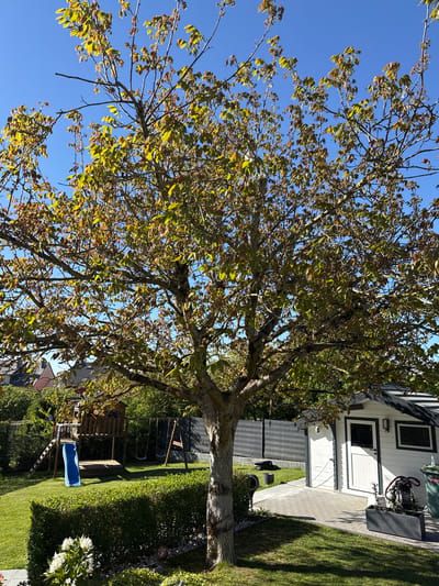The image captures a bright, sunny backyard scene in Pétange, Luxembourg, dominated by a large deciduous tree with a full canopy of green and reddish-brown leaves, suggesting late summer or early autumn. The tree's trunk is thick and prominent in the foreground, extending upwards and branching out across much of the frame.
Behind the tree, to the right, stands a white outbuilding or shed with dark trim around its windows and a white door. A paved patio or path extends from the building across a manicured lawn. Further into the background, nestled among green hedges, is a wooden playground set featuring swings and a blue slide. White flowering plants are visible in the lower right foreground.
The sky is a clear, vibrant blue, indicating fair weather. Bright sunlight illuminates the scene, casting relatively short shadows, suggesting it is mid-day to early afternoon. A green bin is partially visible near the shed, bearing the text "SOLO." No people or explicit activities are taking place; the scene is static, showcasing a well-maintained outdoor space.