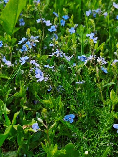 The image shows a field of small, blue flowers intermixed with various green plants and grasses. The location is Боровково, Russia. There are no people visible in the image. The primary subjects are the flowers and greenery. The main objects include the plants, flowers, and the soil. The action is the natural growth and flourishing of the plants and flowers. No interactions are taking place other than the natural processes within the environment. The environment is a lush, green field with a dense collection of plants and flowers.